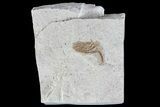 Fossil Pea Crab (Pinnixa) From California - Miocene #74469-1
